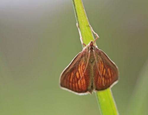 Réf. 228 387 : Nascia cilialis